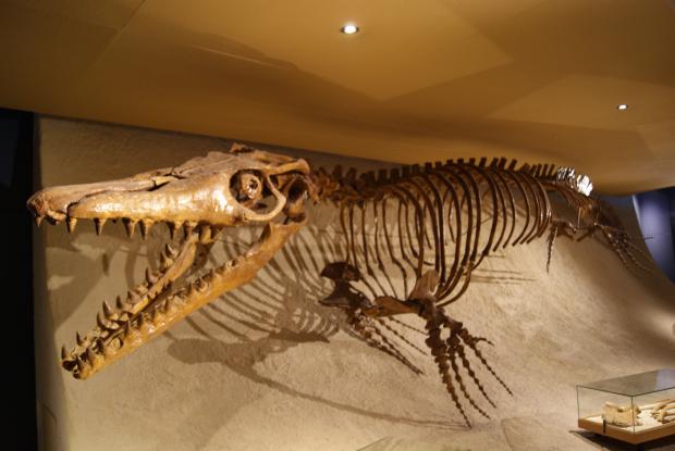 Natuurhistorisch Museum Maastricht